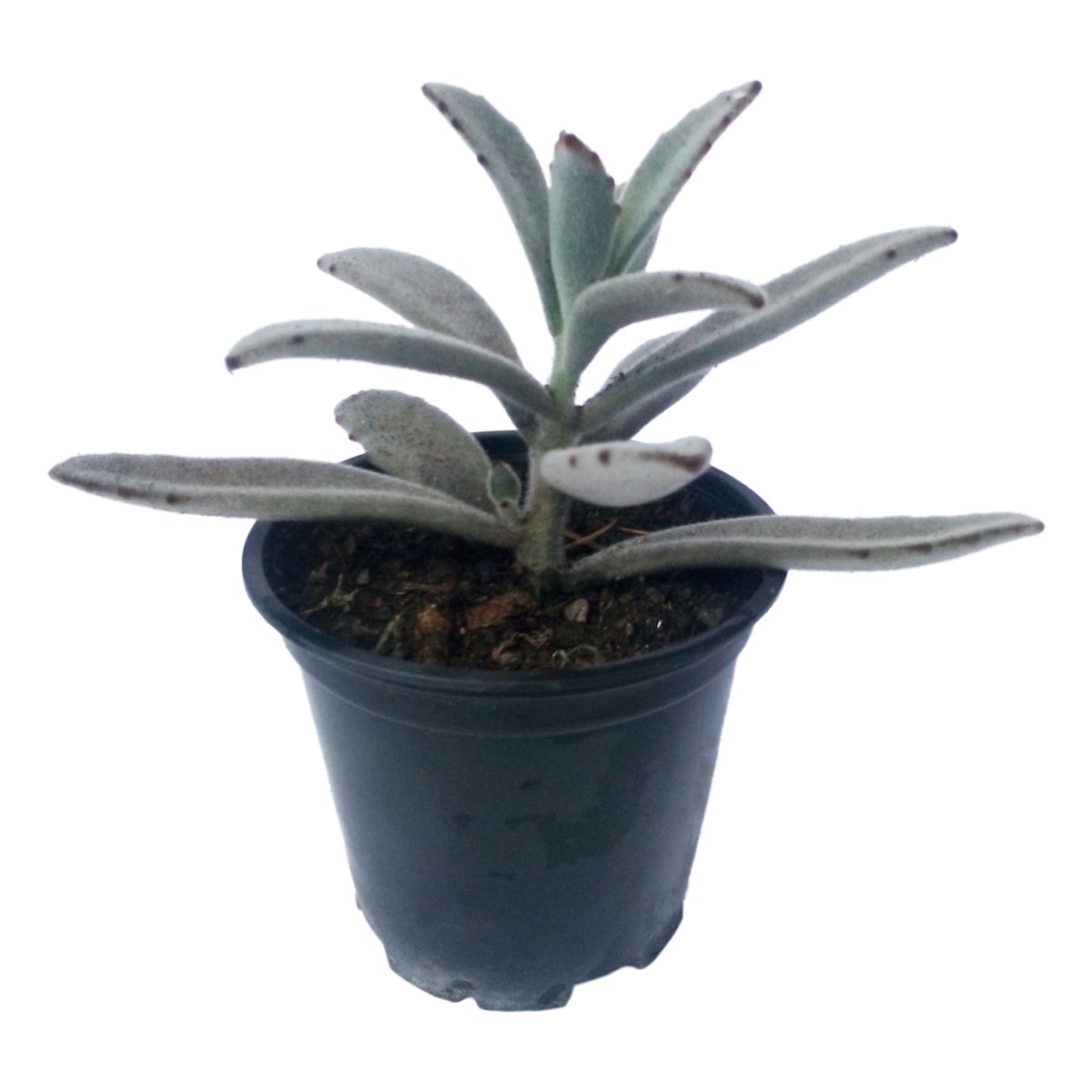 Small Panda plant in a pot