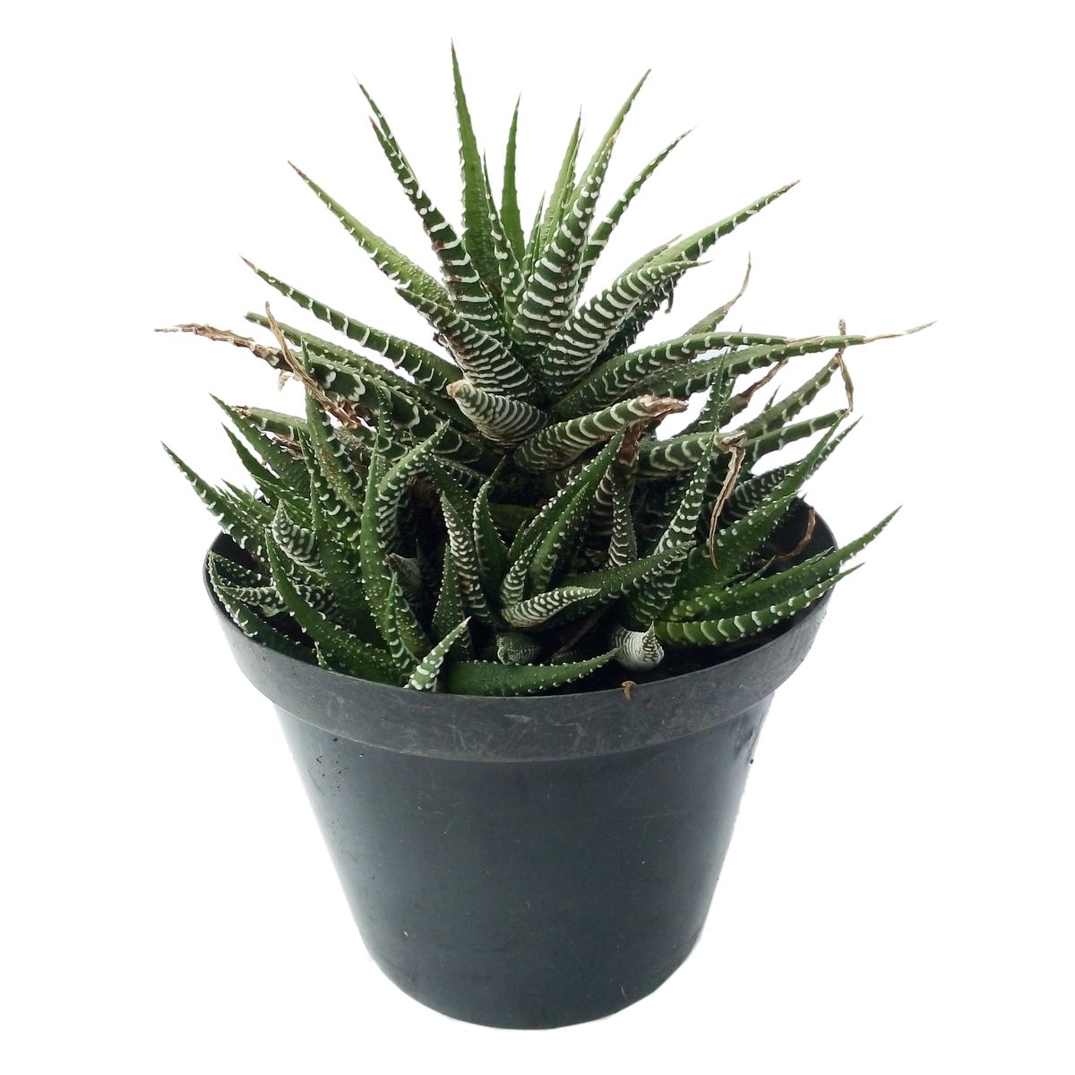 Small zebra plant in a pot