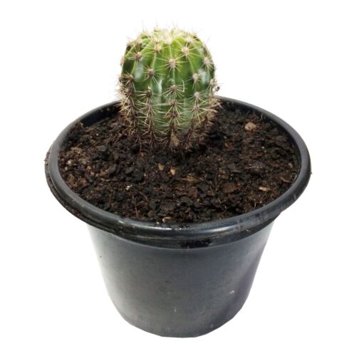 Easter Lily Cactus - Echinopsis Oxygona in a pot